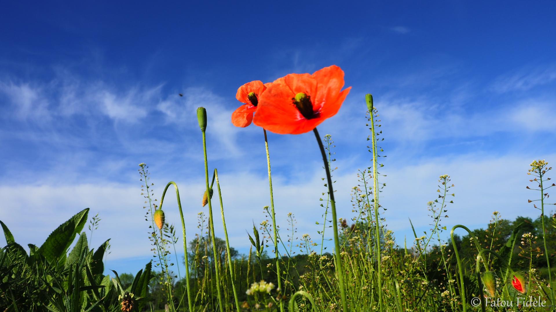 coquelicot